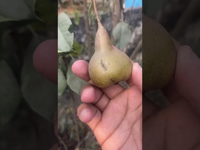 Fake fruit (झूठा फल ) in my garden #gardening #terracegarden #plants #shorts #anjrural