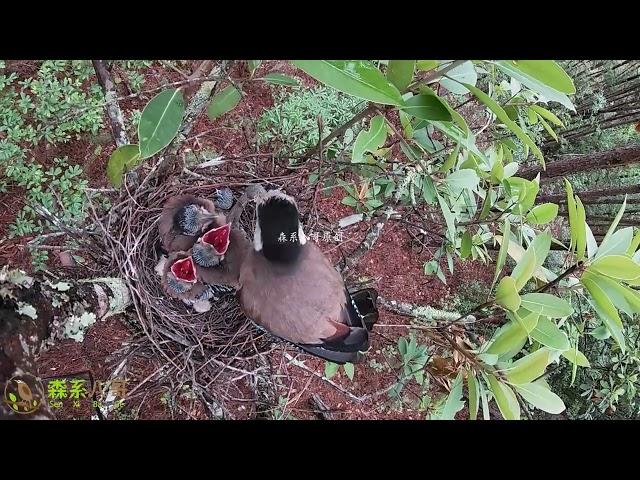 The weakest jay chick has been eliminated 最弱小的松鸦雏鸟被淘汰了，再也看不到它抬头抢食