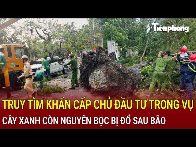 Bản tin thời sự 4/10: Truy tìm khẩn cấp chủ đầu tư trong vụ cây xanh còn nguyên bọc bị đổ sau bão