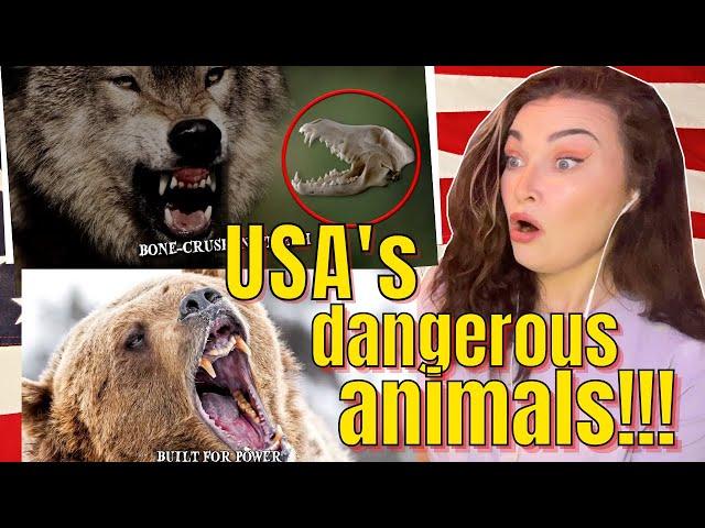 New Zealand Girl Reacts to 10 Most Dangerous Animals in the UNITED STATES OF AMERICA