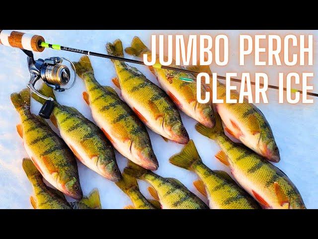 How to Catch Jumbo Perch Ice Fishing with Jaw Jacker and Tungsten Jigs