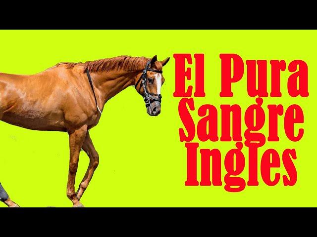 Creado Para Correr (Primer Caballo De Carreras Del Mundo)-Del Cerro Soy