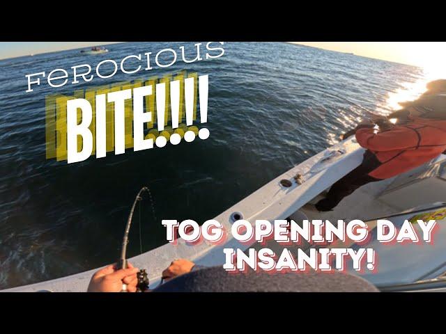 NY Blackfish Opening Day Insanity - Boat Limit in 1/2 Hour!