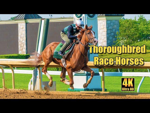 Thoroughbred Race Horses Training at Keeneland Race Track