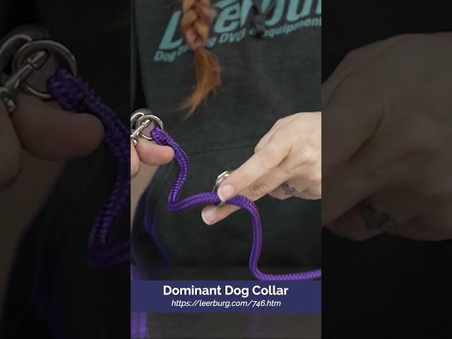 How to Use a Dominant Dog Collar