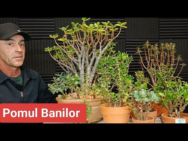 Copacul Banilor îngrijire-  Planta De JAD tutorial