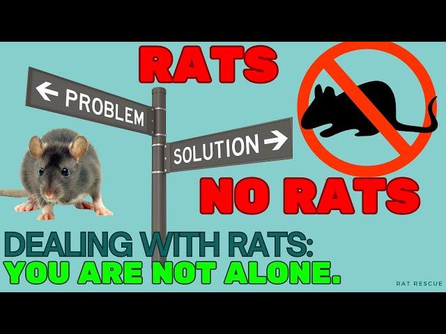 RATS KEEP COMING BACK? Here is the solution to get rid of rats FOREVER!