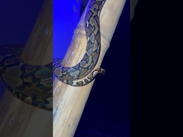#thailand#snake#python#змея#life#travel#питон#джунли#jungle #life #beutifull