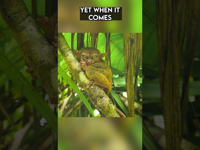 Nature's Master of Camouflage The Enigmatic Tarsier | Paws on the Planet