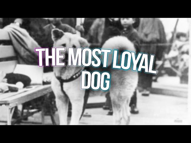 the most loyal dog