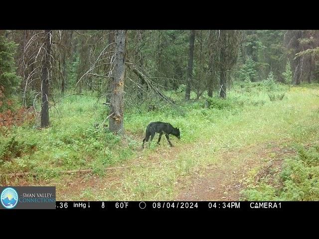 2024 Canid Scent Marking & Over-marking