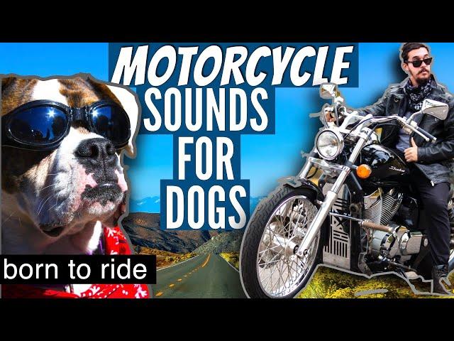 MOTORCYCLE SOUNDS for Dogs - Countdown and 1 Minute of Sound - NO ADS