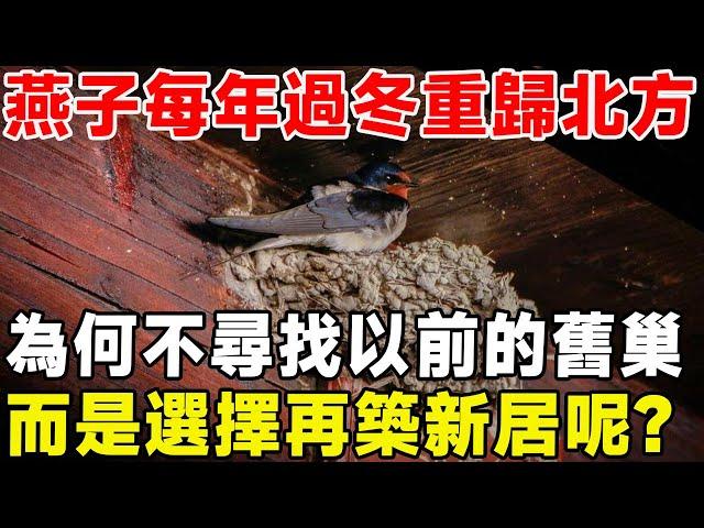 燕子每年過冬都要重回北方，為何不尋找以前住過的巢穴，而是選擇再築新居呢？ #科普頻道#科普#燕子#動物