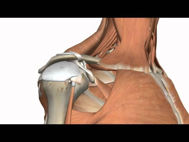 Shoulder Joint -  Glenohumeral Joint - 3D Anatomy Tutorial