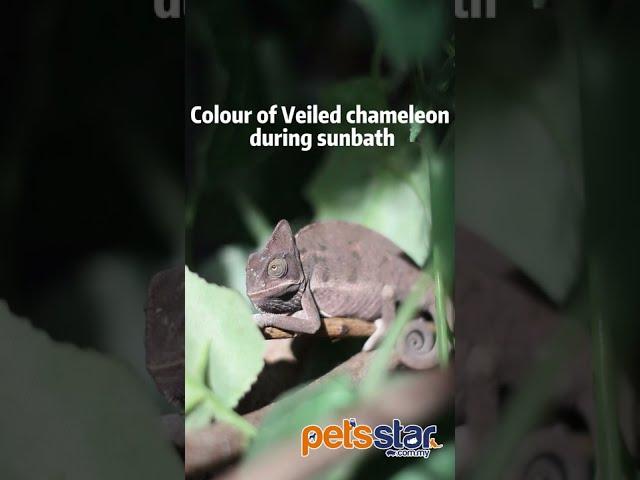 Chameleon Changing colour?