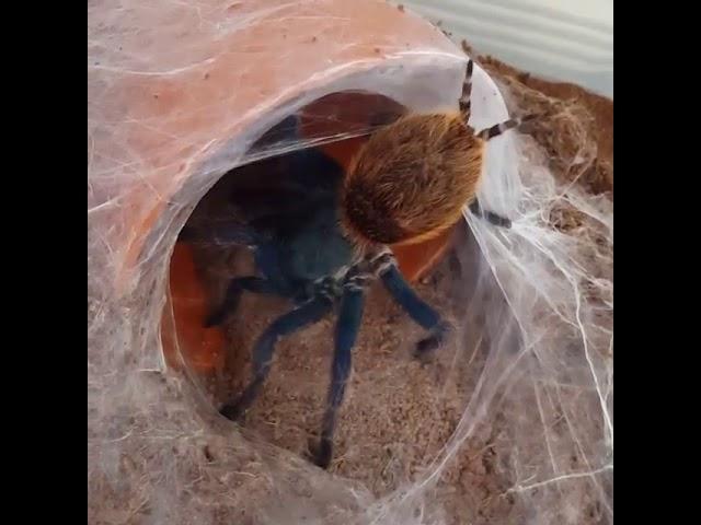 Greenbottle Blue Tarantula getting ready for molt (Chromatopelma cyaneopubescens)