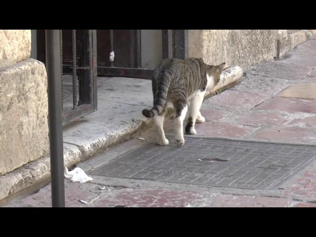 Montenegro: Das Katzenmuseum von Kotor