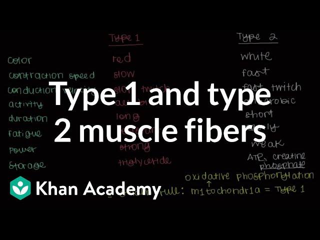 Type 1 and type 2 muscle fibers | Muscular-skeletal system physiology | NCLEX-RN | Khan Academy