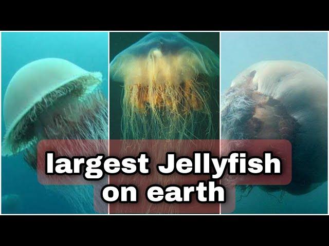 This is the largest jellyfish in the world | lion's mane jellyfish