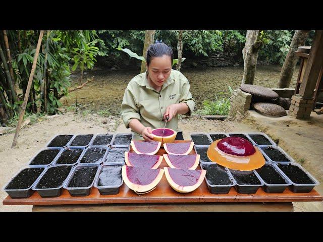 How To Make Jelly - Black Jelly - Fruit Jelly Goes to market sell - Lý Thị Ca