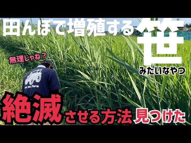 [超簡単]田んぼで増え続ける笹を絶滅させてみた！※真似する際は要注意！ちなみにこの笹の正式名称はヨシらしい！