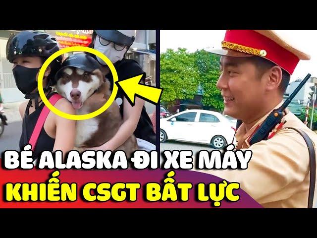 Khuôn mặt BẤT LỰC của bé Alaska khi mỗi lần đi xe đều bị con sen bắt ĐỘI NÓN BẢO HIỂM  | Gâu Đần