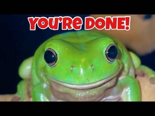 What I did to this Australian Whites Tree Frog  can get me CANCELED!!! 