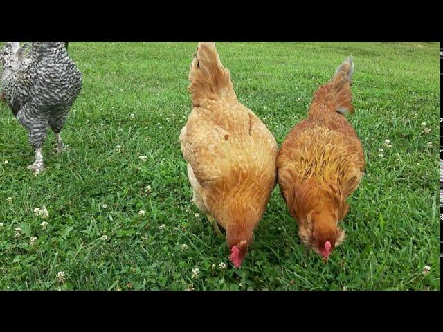 FREE RANGE CHICKENS | Backyard CHICKENS | No Talking | 2020 | Chicken Lovers