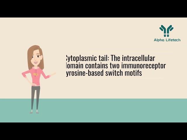 Alpha Lifetech: Quick 3-Minute Guide to CD150/SLAM