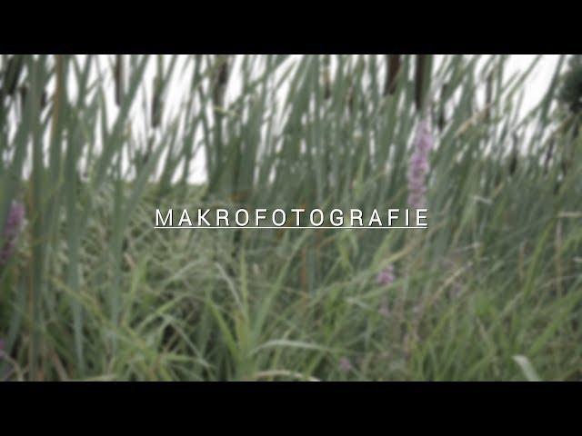 Makrofotografie - Sony A6000 und Samyang 100mm f2.8