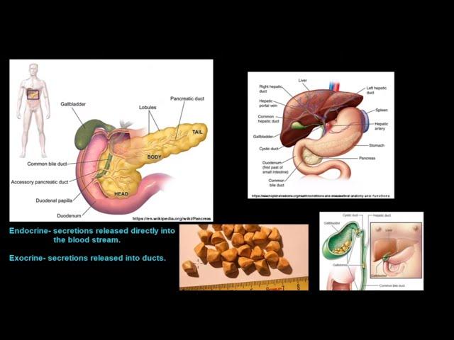 Grade 11 Life Sciences Human Nutrition Part 1