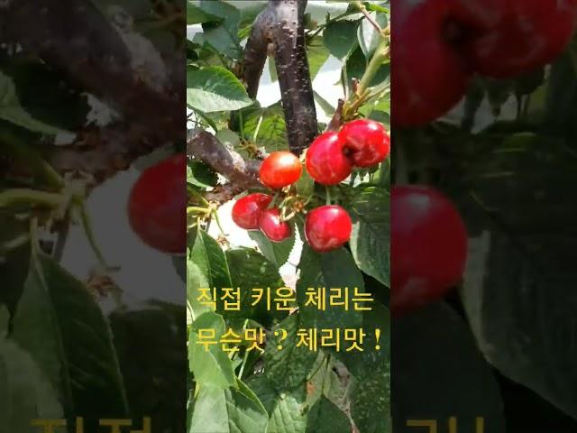 #체리️직접키운 체리는 무슨맛 ? 체리맛 !