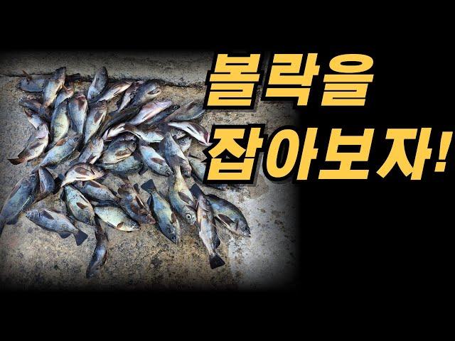 손맛 입맛 두가지 다 최고인 볼락 / 볼락마릿수하는비결  볼락포인트 볼락루어 운용하는방법