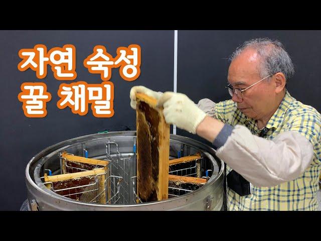 자연 숙성 꿀 채밀합니다