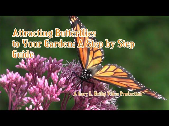 Attracting Butterflies to Your Garden: A Step by Step Guide