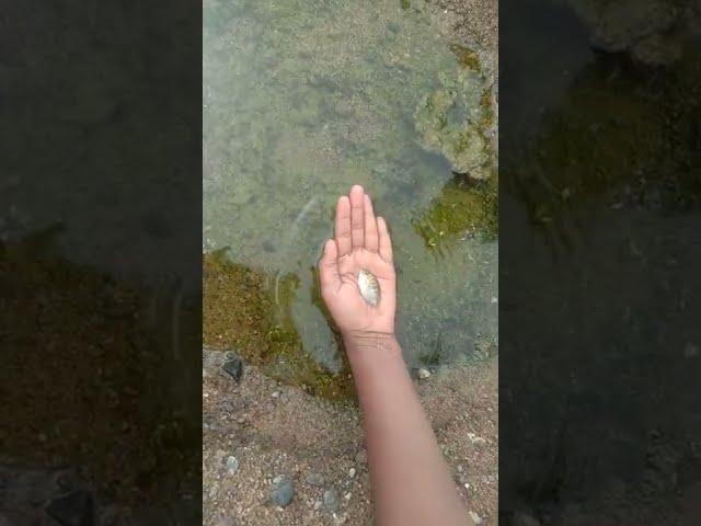 The Little Girl Who Saves the Life of the Fish #Shorts Video3