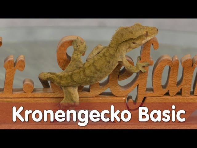 Reptil TV - Folge 97 - Kronengecko Basic