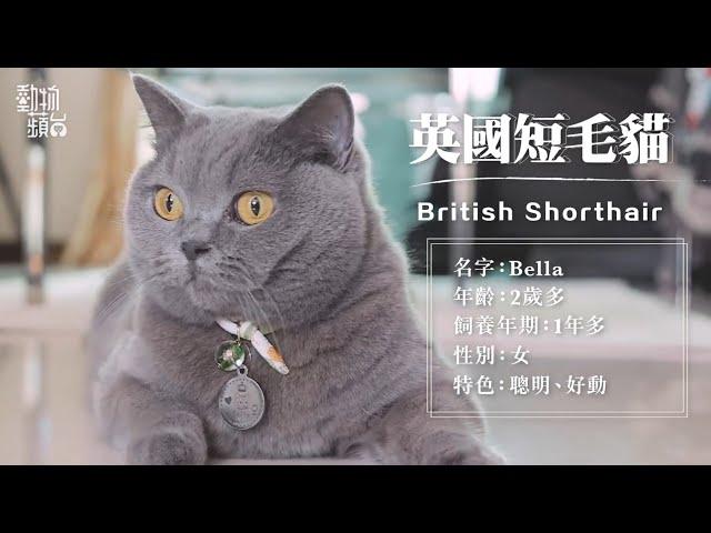 英國短毛貓屬癡肥高危一族 英短貪吃肌肉型肥仔活潑兼敏捷 #動物百科 #動物蘋台果籽 香港 Apple Daily原刊日期20210223