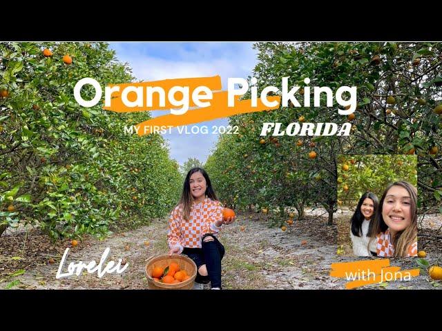 Orange Picking Vlog | Orange Farm | Florida