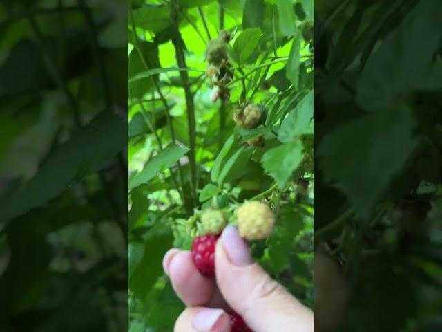 Малина#berries  #garden #raspberry
