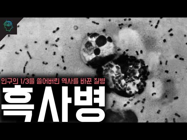 유럽 인구의 1/3을 쓸어버린 가장 많은 사람을 죽인 전염병 역사를 바꾼 질병 '흑사병'