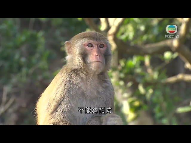 香港無綫｜香港新聞｜28/02/2025 要聞｜ 衞生防護中心指猴疱疹病毒普遍存在猴子身上　人類受感染或有嚴重後果