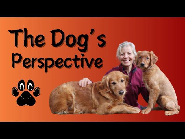 The Dog's Perspective - Dog Training from the Dog's Point of View