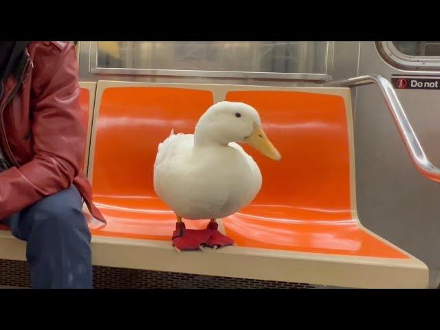 I took my duck on the NYC subway