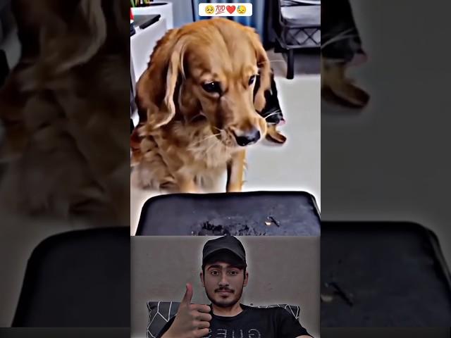 Sunwin | Link tải sunwin Respect animals ️#Ep_13