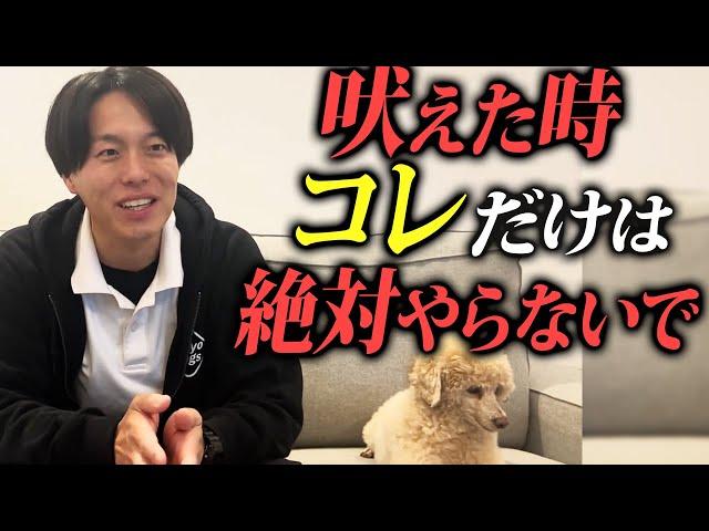 【要注意】コレだけは絶対やらないで…！吠え癖がつきやすい飼い主の特徴⑤選