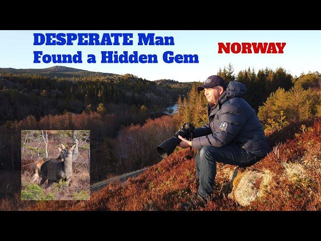 I was DESPERATE to see DEER - then I found a TRUE HIDDEN GEM, Norway