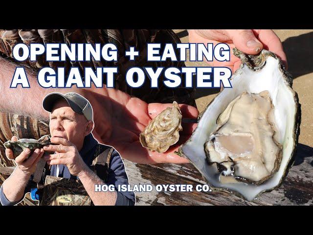 Open & eat a GIANT OYSTER | Hog Island Oyster Co.