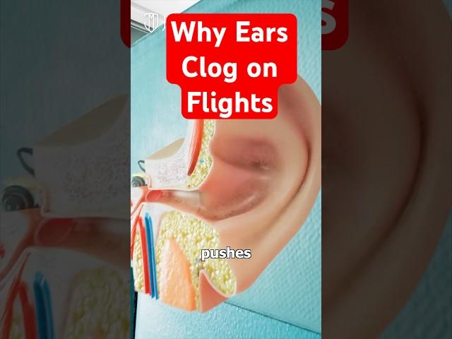 How to Pop Your Clogged Ears on Flights & Why Ears Clog When You Fly️  #flyinghack #travelhacks
