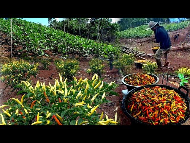 Heavy rain during chili harvest, life on the mountain ep 156